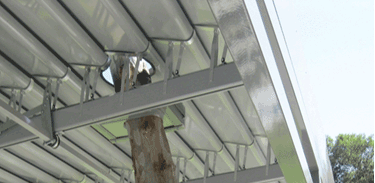 Tree-through-roof-picture
